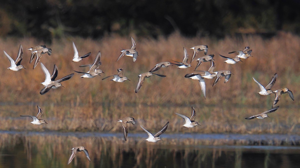 Dunlin - ML644676618