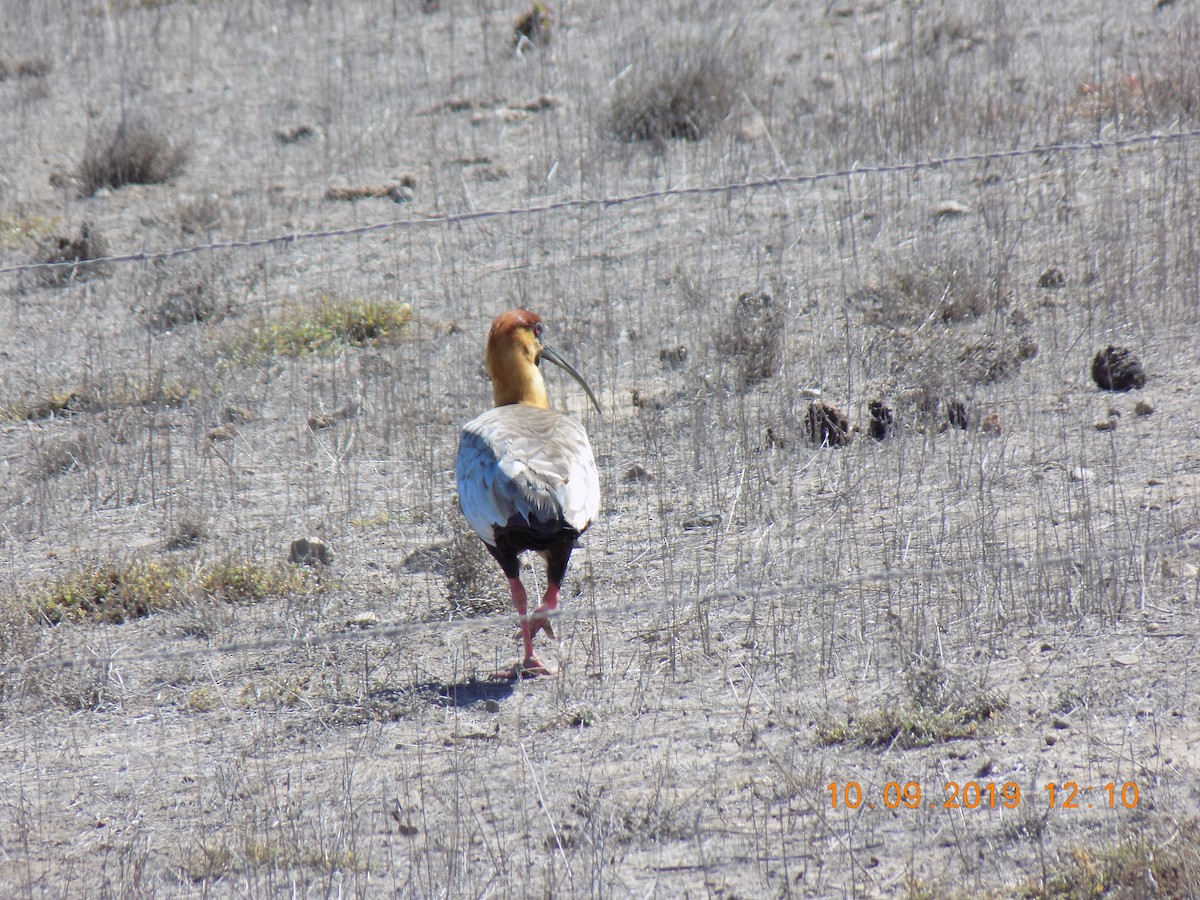 Bandurria Austral - ML644676619