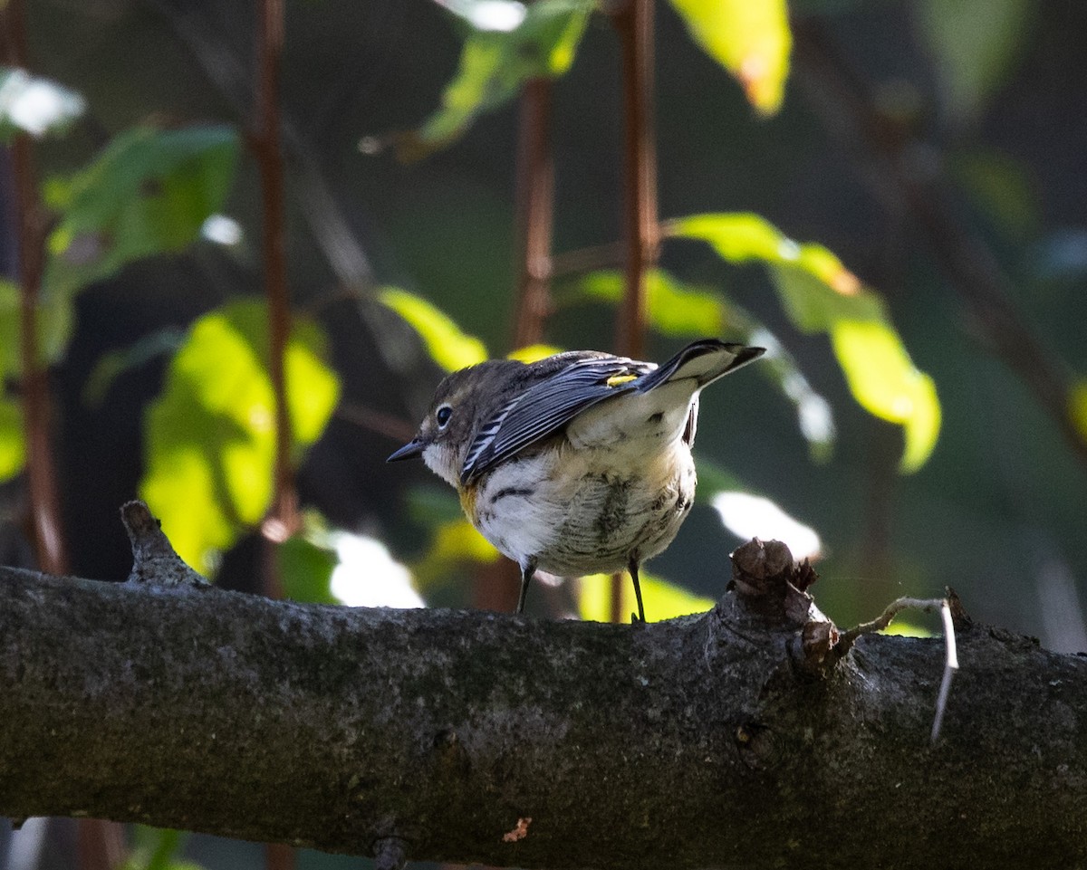 Yellow-rumped Warbler - ML644676620