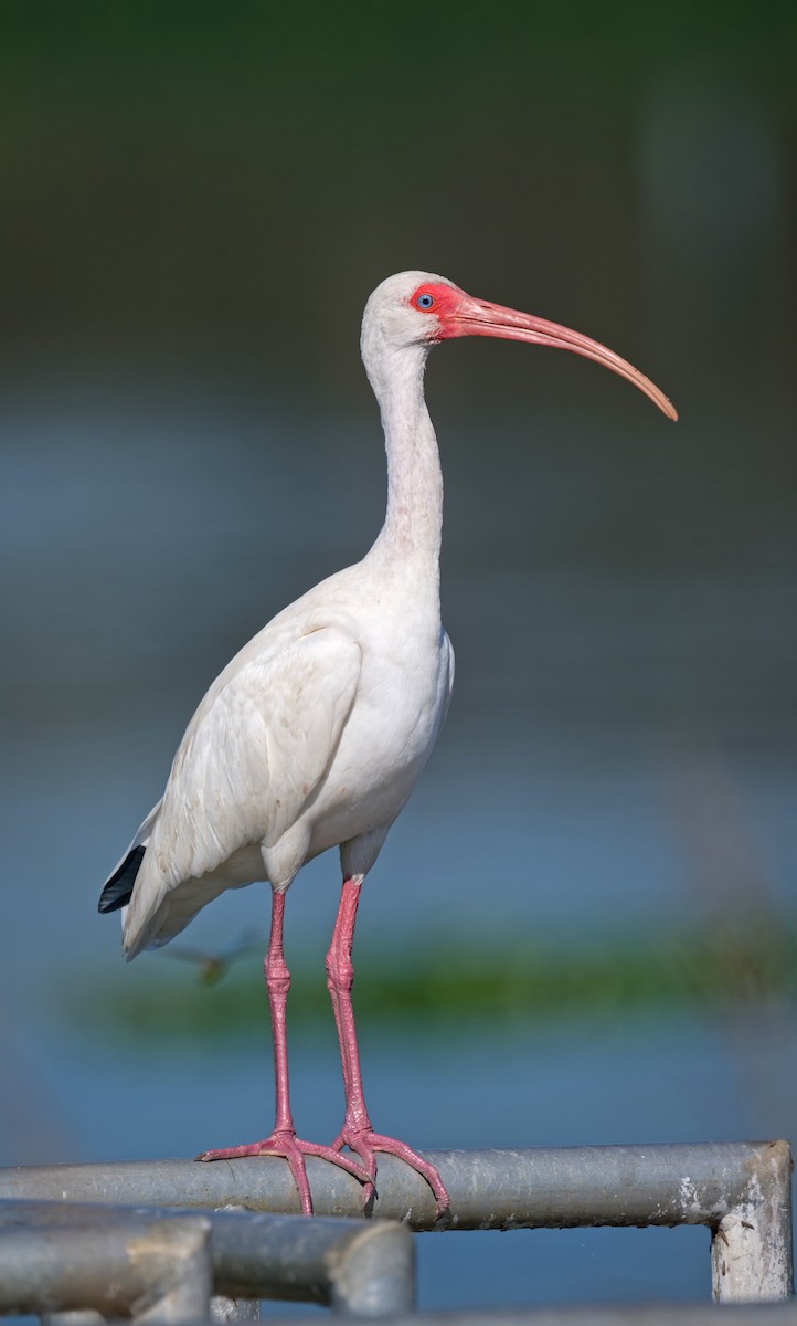 Ak Aynak - ML644676622