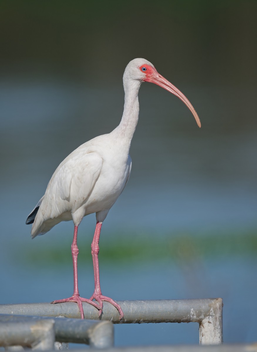 Ak Aynak - ML644676623