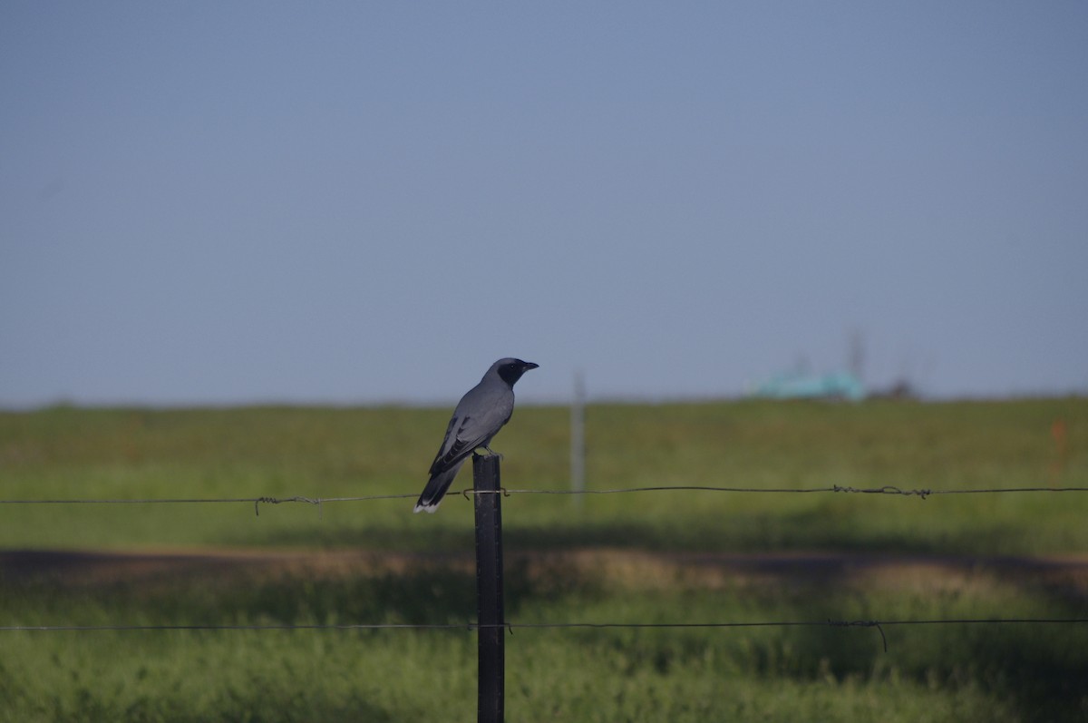 Black-faced Cuckooshrike - ML644676624