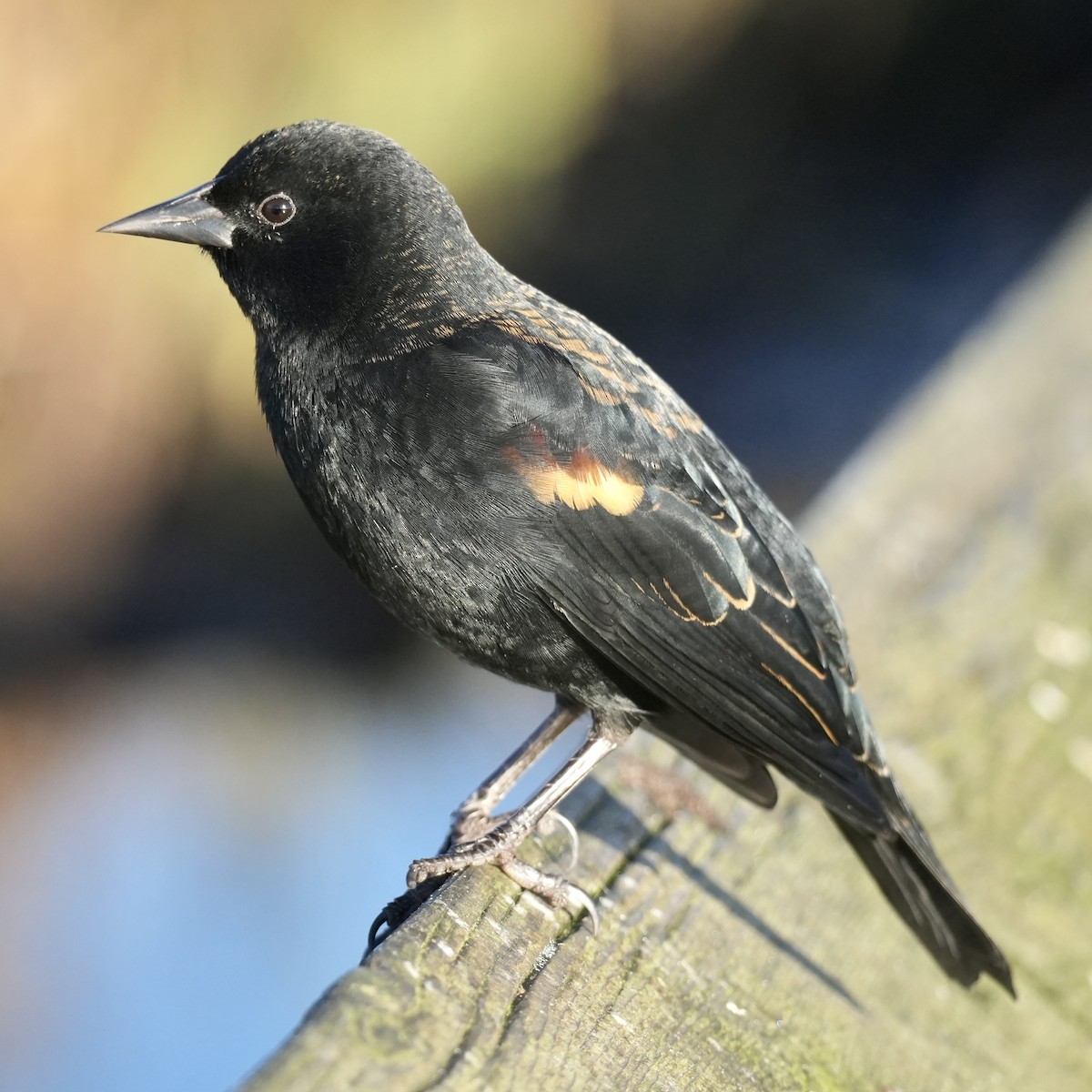 Red-winged Blackbird - ML644676626