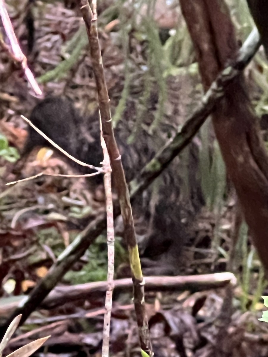 Southern Brown Kiwi - ML644676628