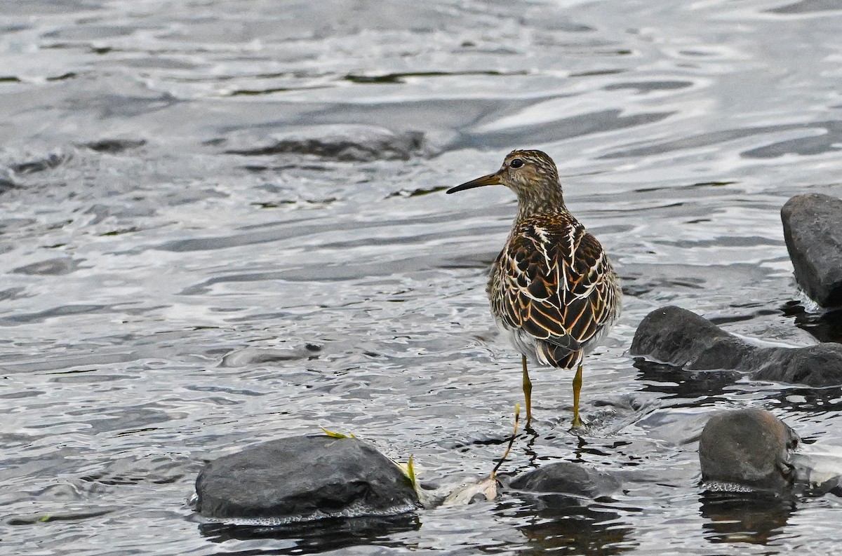 Побережник арктичний - ML644676629