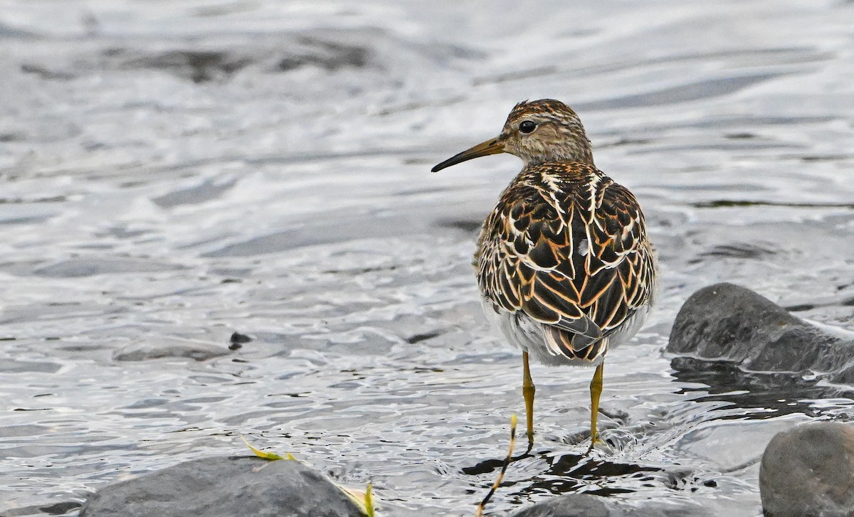 Побережник арктичний - ML644676630