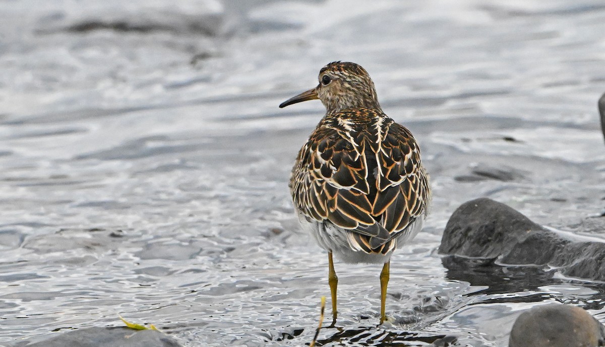 Побережник арктичний - ML644676631