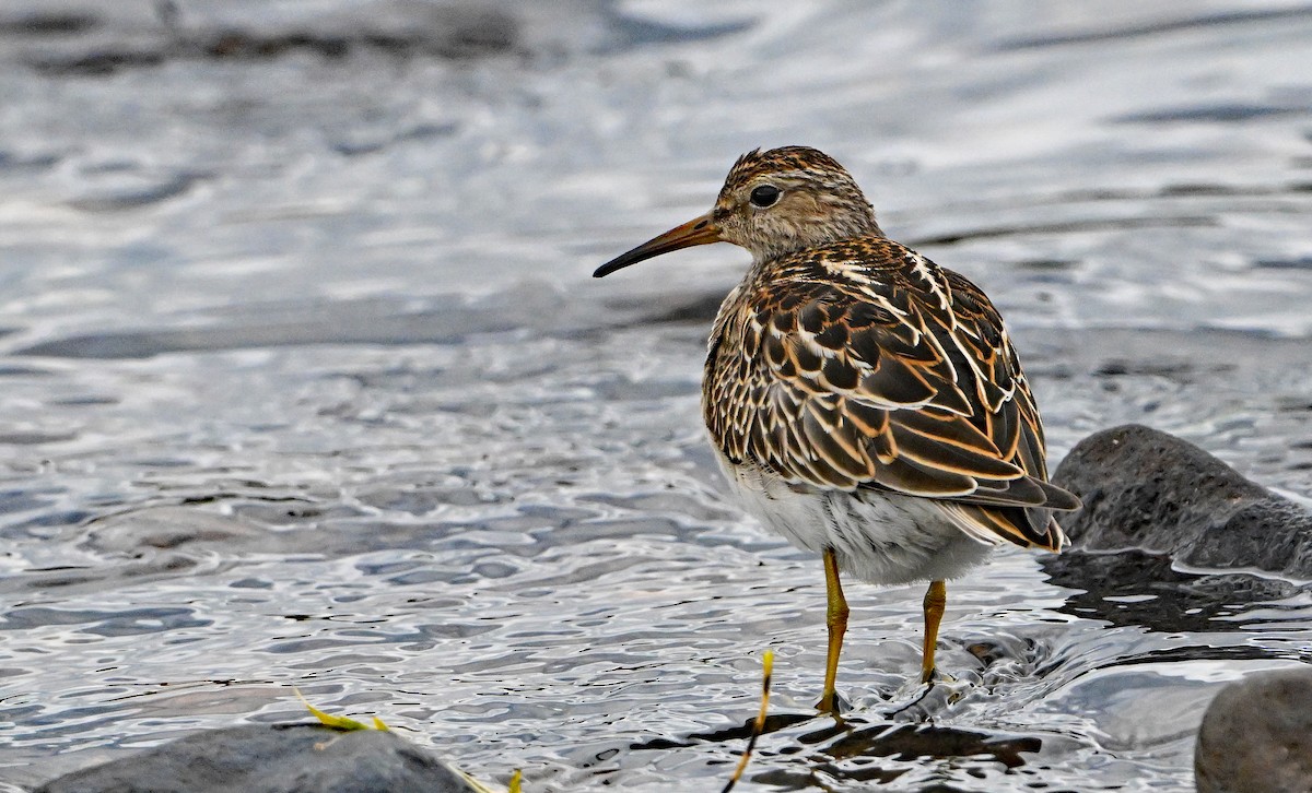 Побережник арктичний - ML644676632