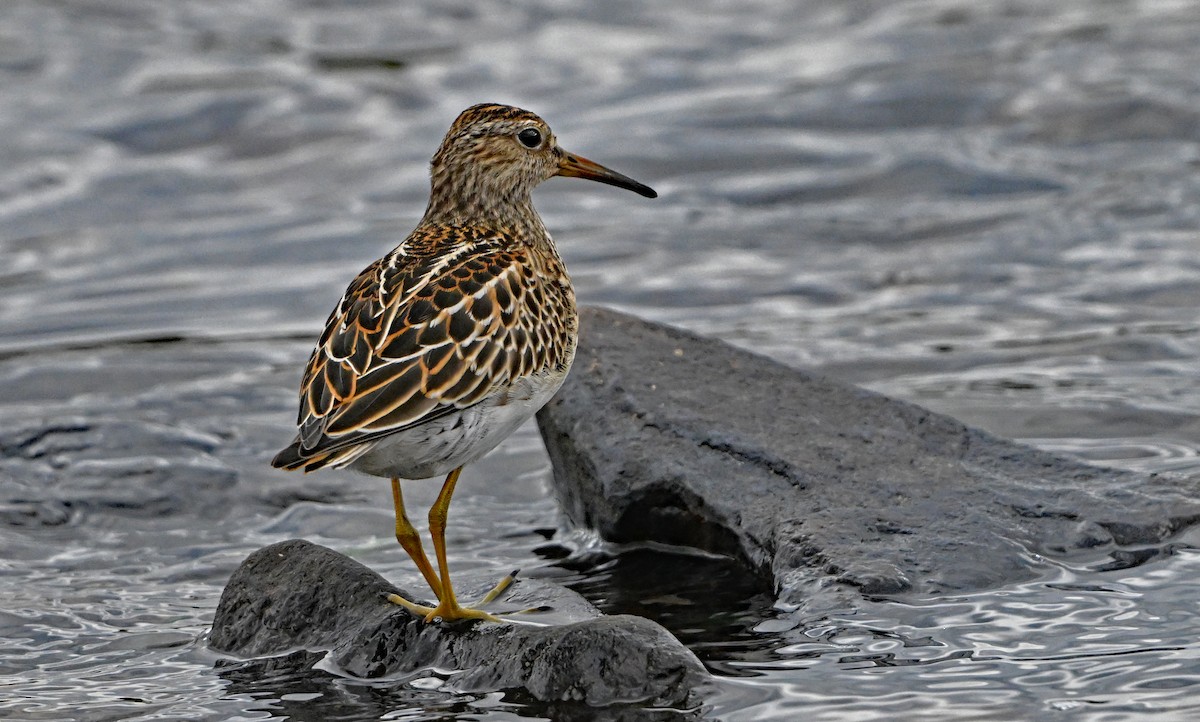 Побережник арктичний - ML644676633