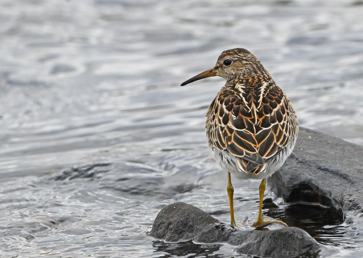 Побережник арктичний - ML644676634