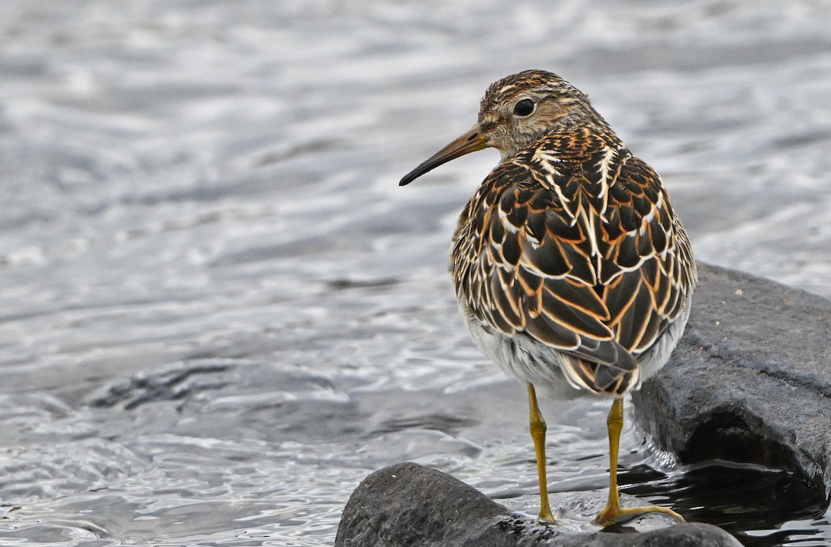 Побережник арктичний - ML644676635