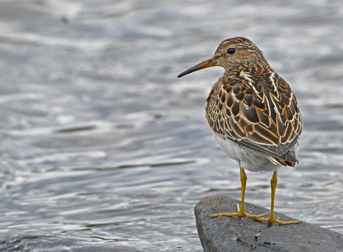 Побережник арктичний - ML644676636