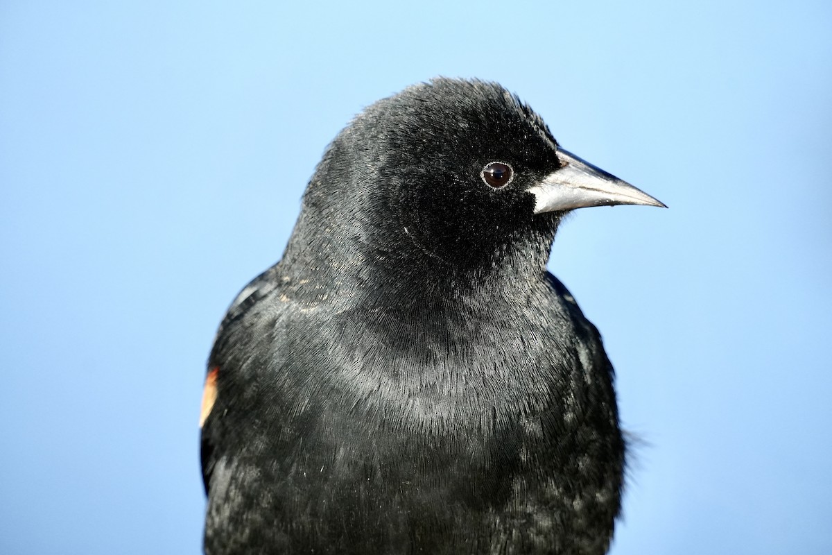 Red-winged Blackbird - ML644676637