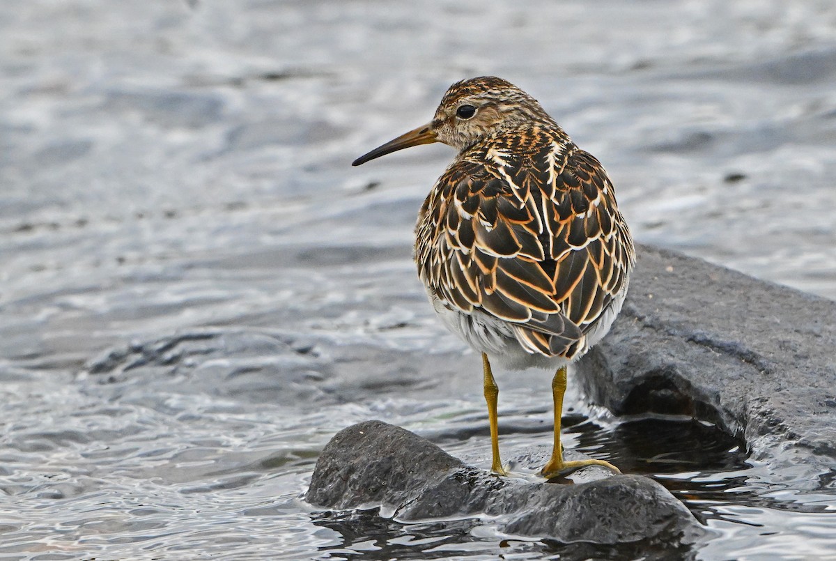 Побережник арктичний - ML644676638