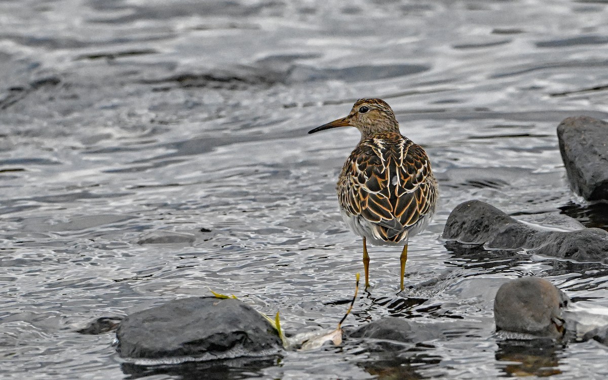 Побережник арктичний - ML644676639