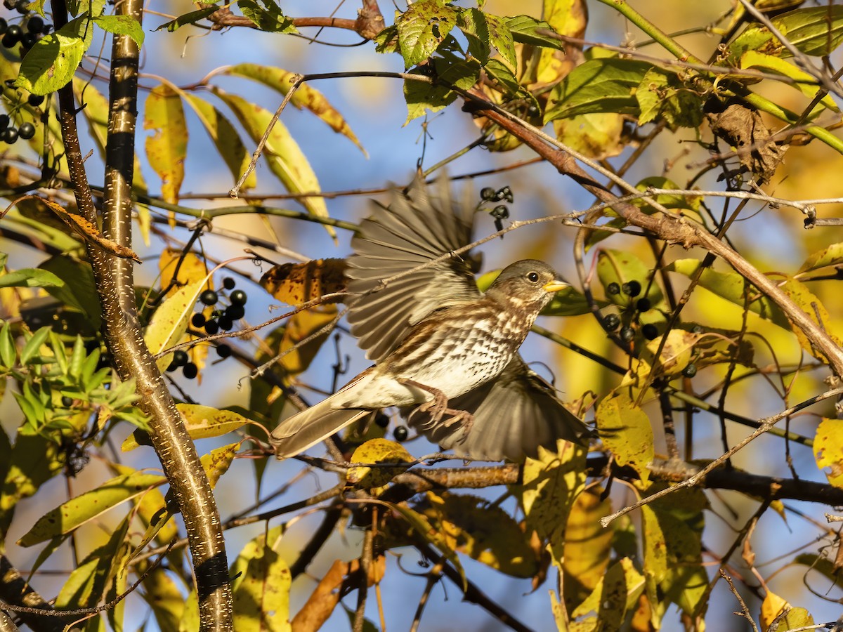 strnadec kaštanový - ML644676643