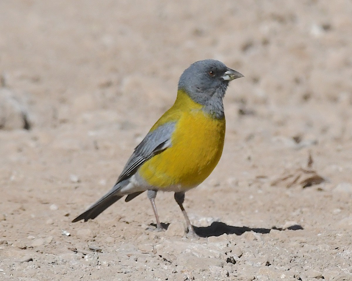 Gray-hooded Sierra Finch - ML644676644