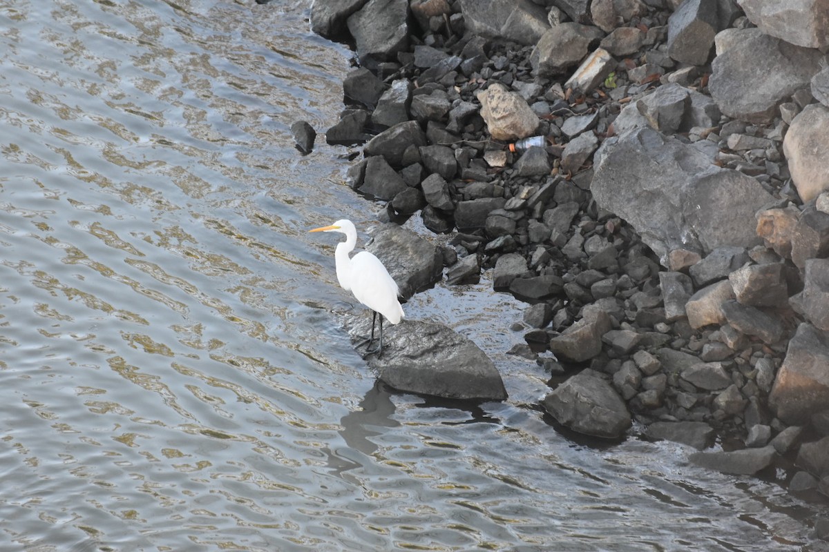 Silberreiher - ML644676649