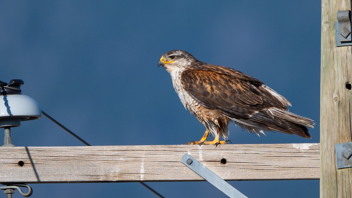 Ferruginous Hawk - ML644676650