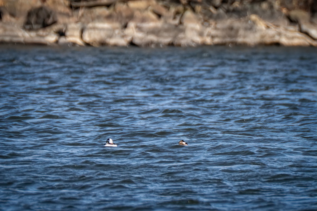 Гоголь-головастик - ML644676659