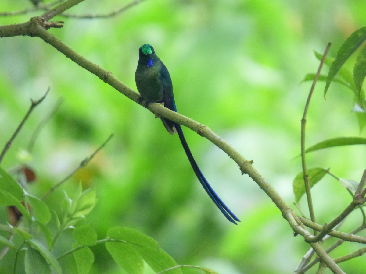 Long-tailed Sylph - ML644676665
