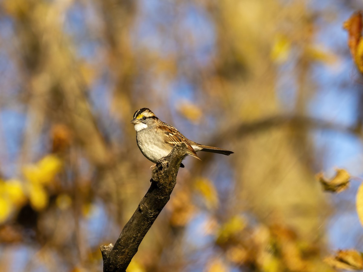 ノドジロシトド - ML644676668