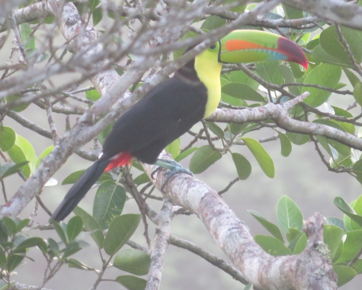 Keel-billed Toucan - ML644676669
