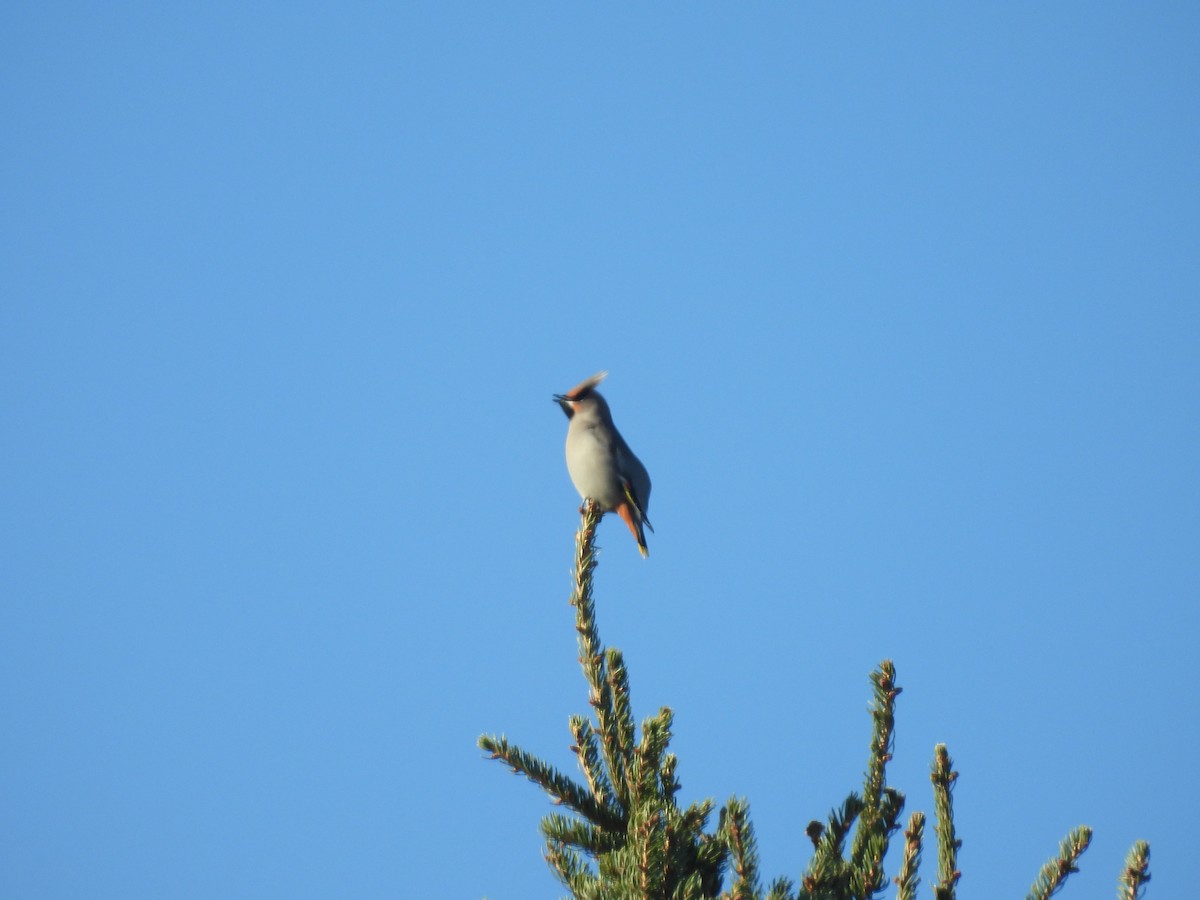 キレンジャク - ML644676671