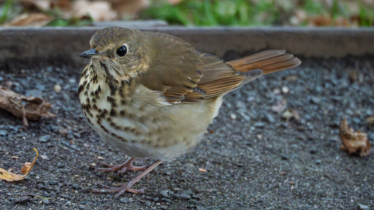 Münzevi Bülbül Ardıcı - ML644676675