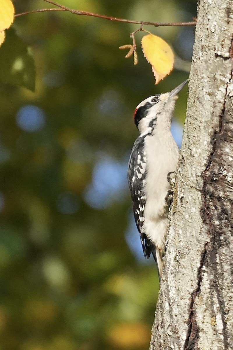Hairy Woodpecker - ML644676686
