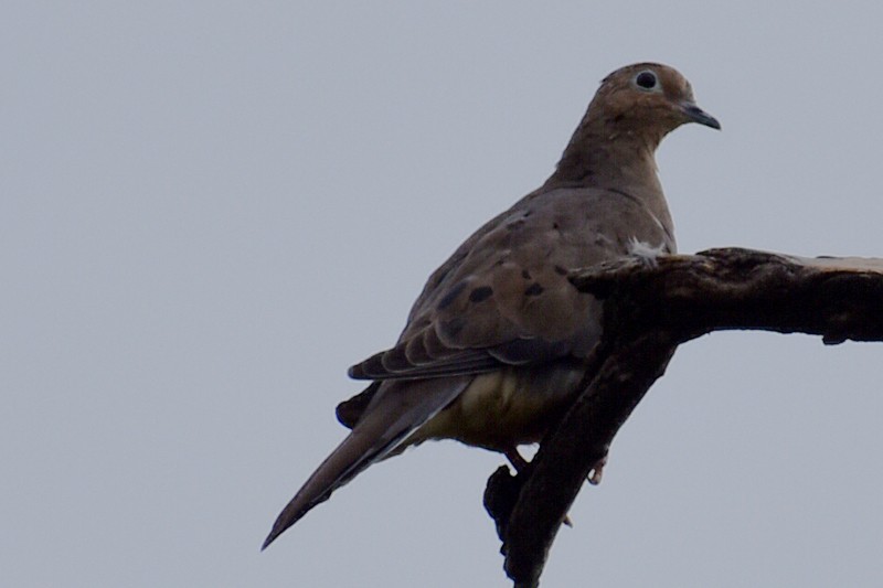 Mourning Dove - ML644676692