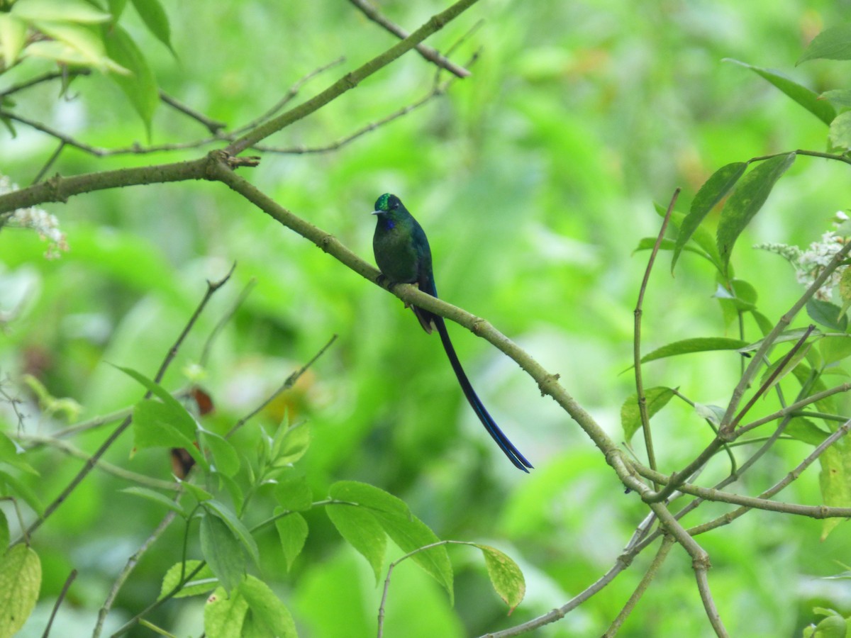 Long-tailed Sylph - ML644676697