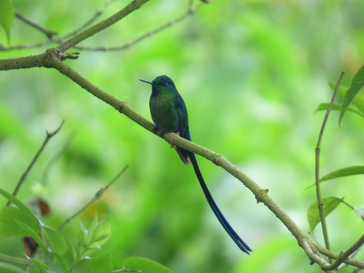 Long-tailed Sylph - ML644676698