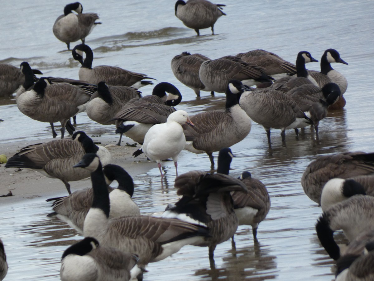 husa sněžní - ML644676701