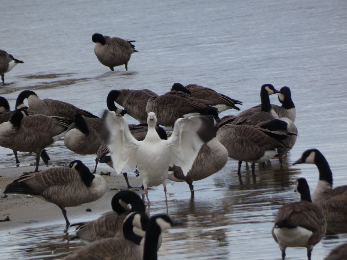 husa sněžní - ML644676706