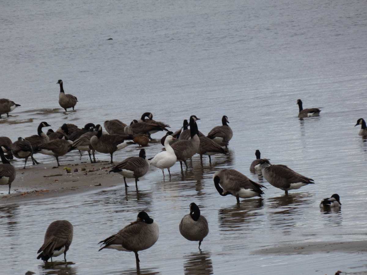 husa sněžní - ML644676712