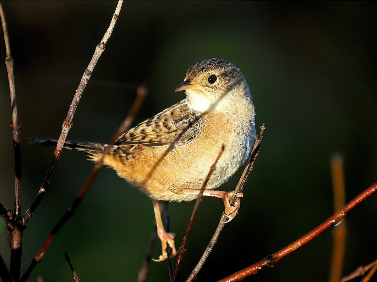 Sedge Wren - ML644676713