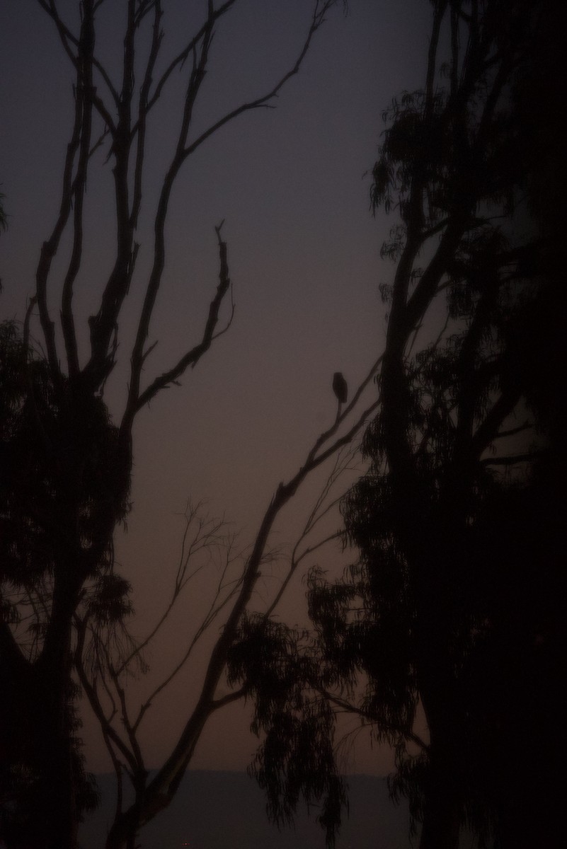 Great Horned Owl - ML644676715