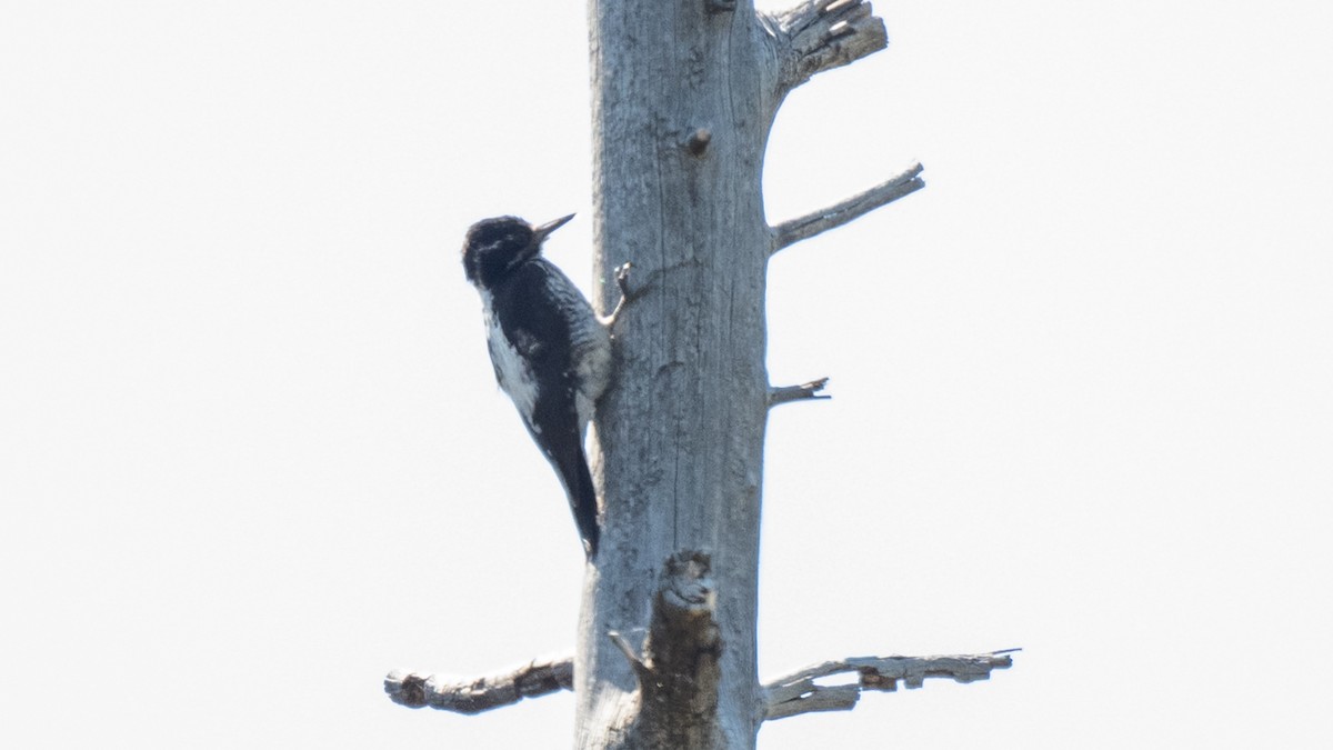 American Three-toed Woodpecker - ML644676725
