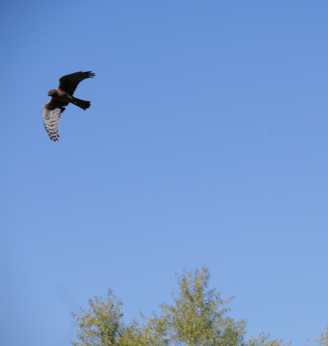 Northern Harrier - ML644676730