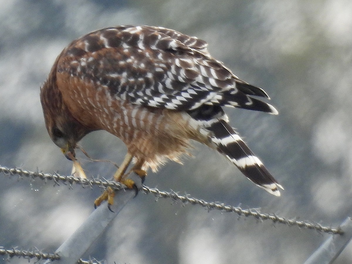 Red-shouldered Hawk (elegans) - ML644676732