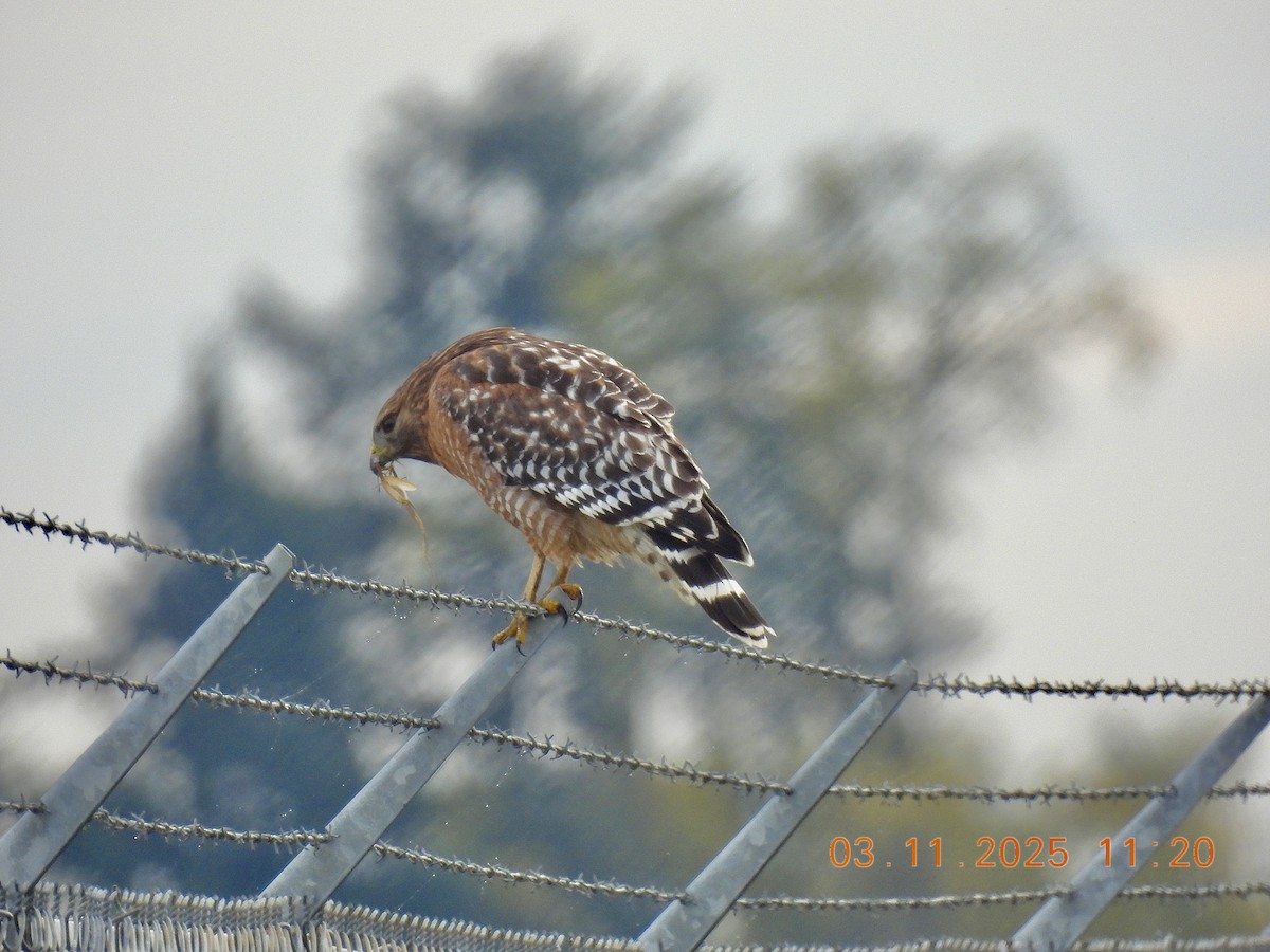 Red-shouldered Hawk (elegans) - ML644676733