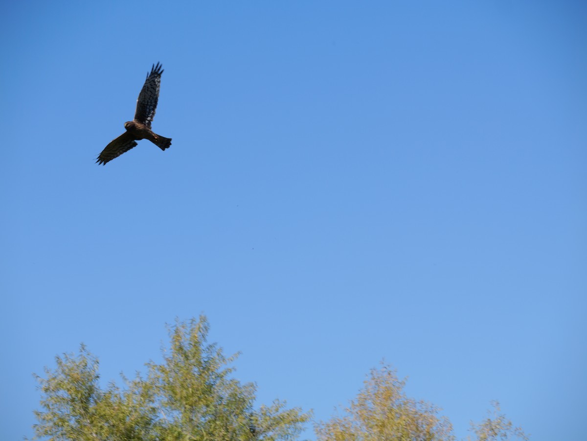 Northern Harrier - ML644676734