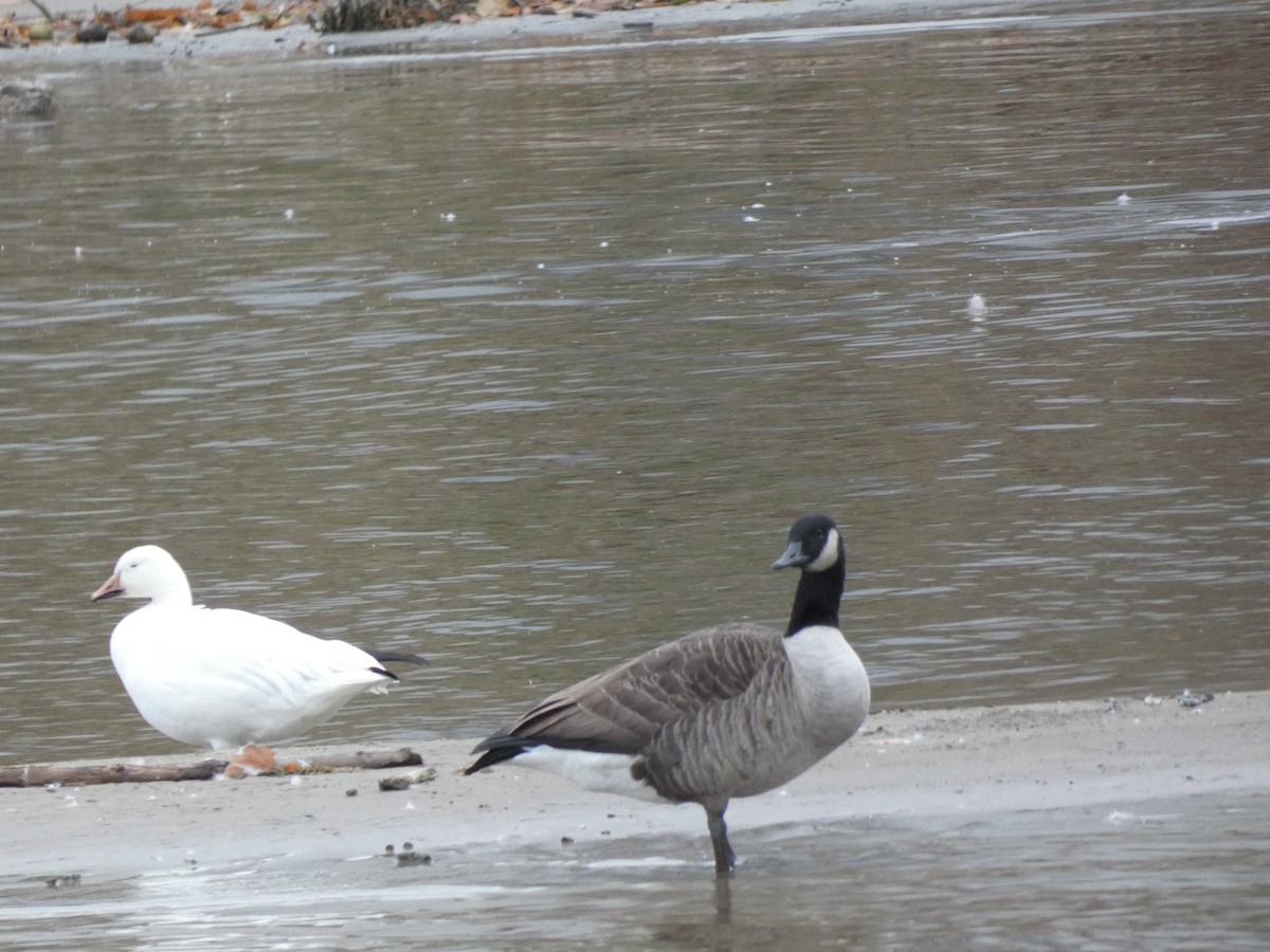 husa sněžní - ML644676735