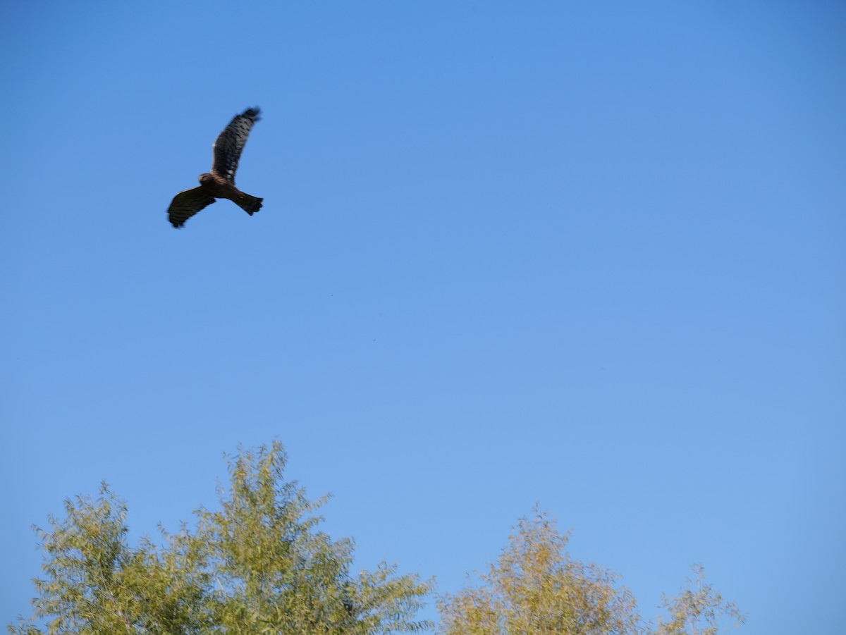 Northern Harrier - ML644676736