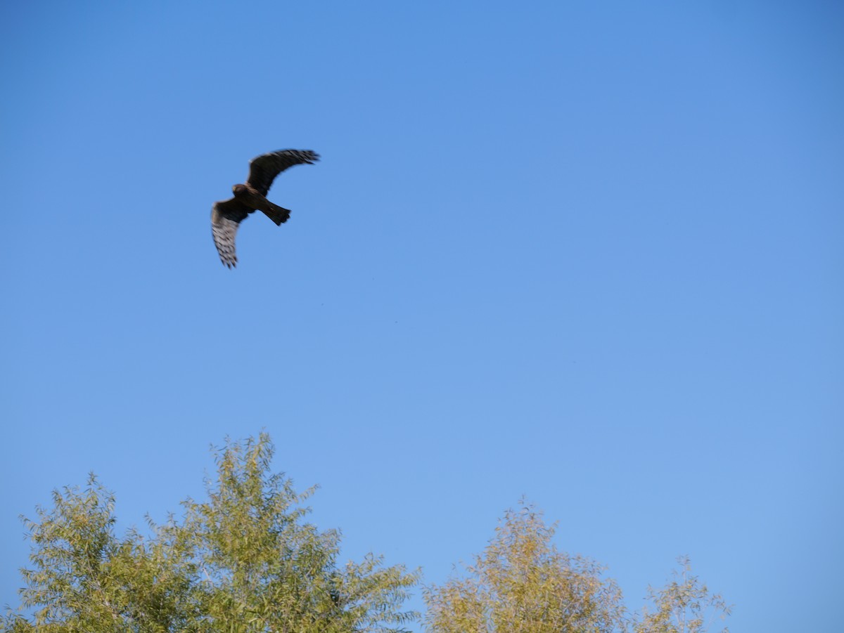 Northern Harrier - ML644676737