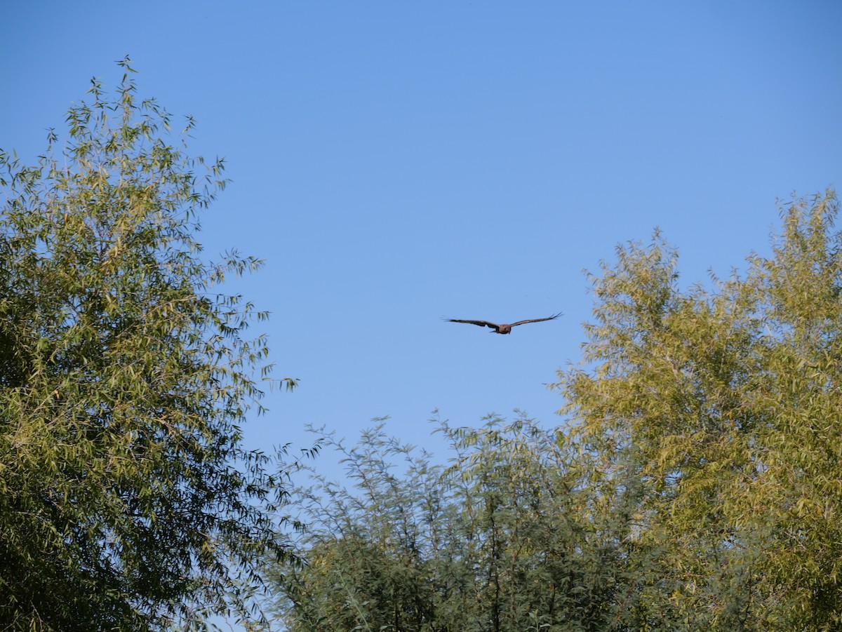 Northern Harrier - ML644676738