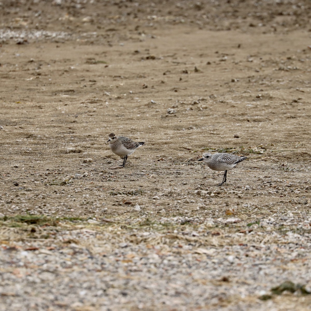 American Golden-Plover - ML644676741