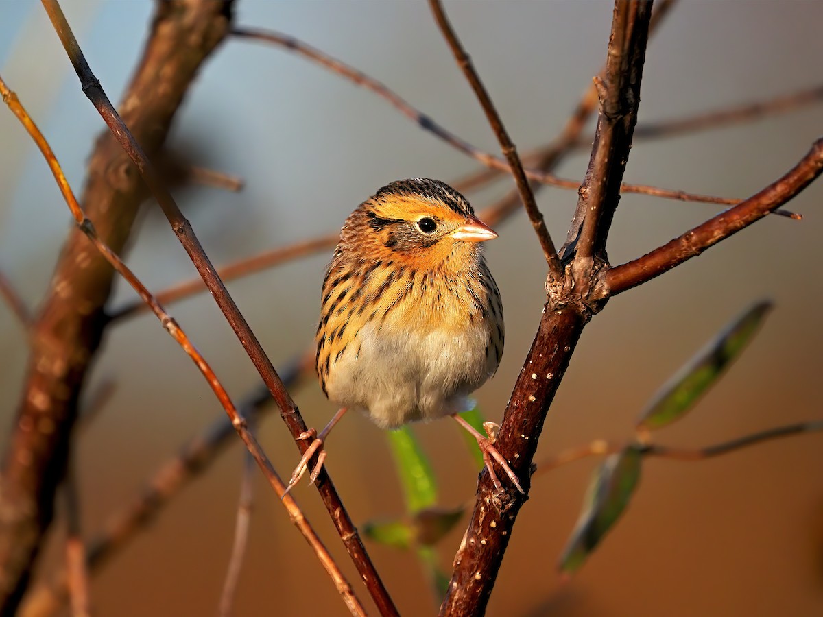 Leconteammer - ML644676743