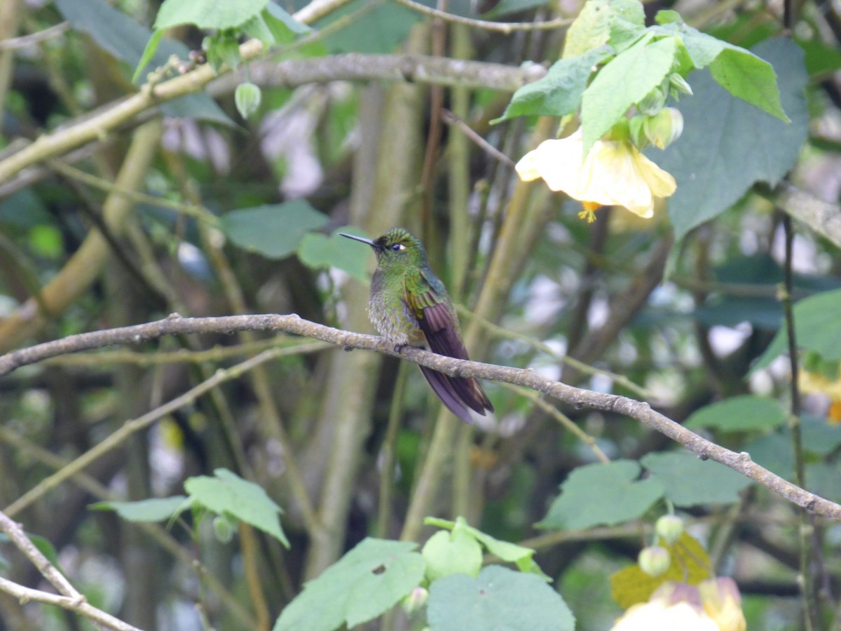 Buff-tailed Coronet - ML644676744